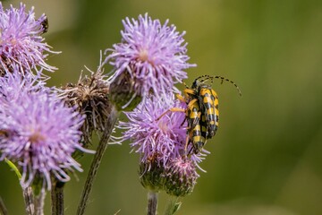 Close-up of a pair of longhorn beetles mating on top of a giant knapweed in the sunshine