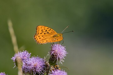 Queen of Spain fritillary butterfly perched on a giant knapweed with a lush green backdrop
