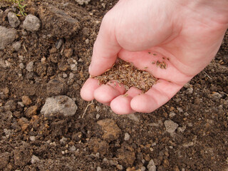 Mans hand planting dill seeds (Anethum graveolens) on the vegetable bed. Growing fresh herbs. Ecological agriculture for producing healthy food concept