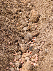 Planting radish seeds on the vegetable bed. Gardener sows seeds in soil. Ecological agriculture for producing healthy food concept