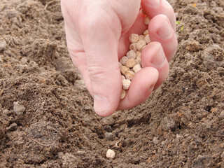 Mans hand planting peas in the garden. Farmer´s hand planting seed of green peas into soil. Sowing at springtime.