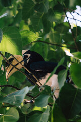 Buddhism Religion Golden Temple Image Sough-East Asian Praying Statue