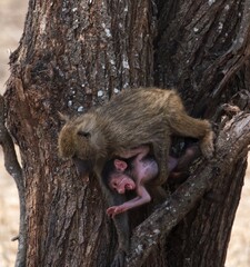 red tailed macaque