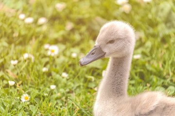 Mute swan(cygnet) standing in a meadow of spring wildflowers