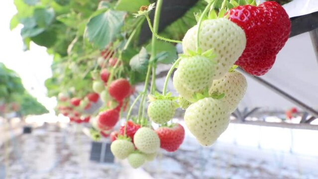 growing strawberries in a greenhouse 5