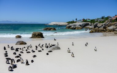 Naklejka premium Group of penguins leisurely walking along the beach next to a rocky shoreline