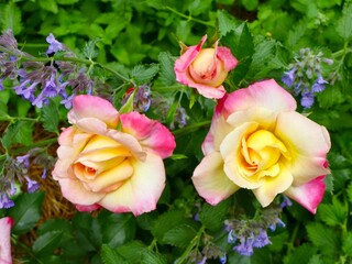 Closeup shot of the delicate and beautiful 