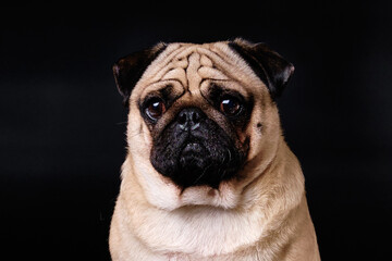 Close-up portrait of a pug against a black isolated background