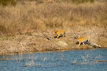 two wild adult female tigers or panthera tigris territorial fight showing aggression with face near...