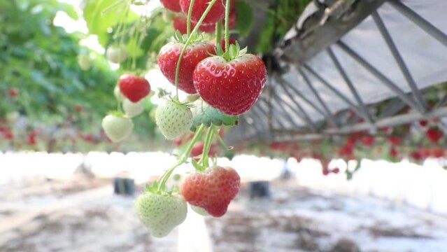 growing strawberries in a greenhouse