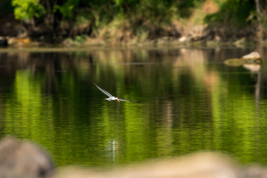 Indian skimmer or Indian scissors bill or Rynchops albicollis skimming and flying over chambal river water in natural scenic view or background at dholpur rajasthan india
