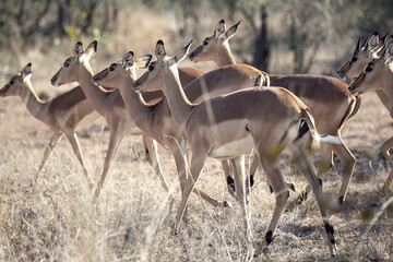 Impalas in Kruger