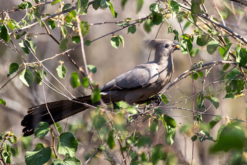 Grey Lourie 