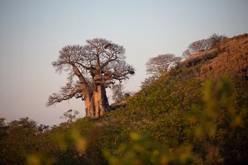 Foto op Canvas Baobab tree in the sunset © Crispin
