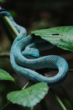 snake on a branch