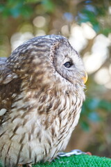 キュウシュウフクロウ（右向き）