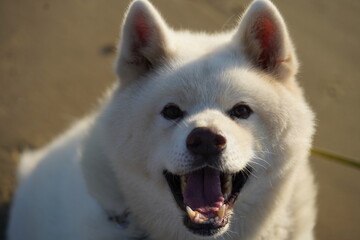 Obraz premium 笑顔の秋田犬