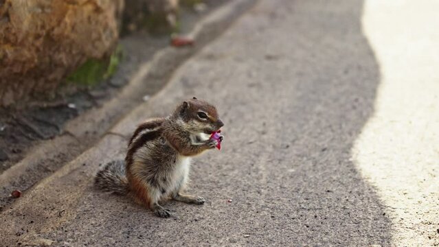 Chipmunk sits on the asphalt and eats