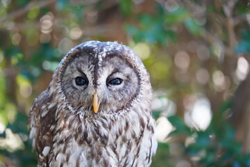 キュウシュウフクロウ