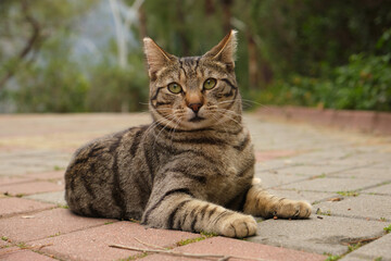 a street cat is lying on the sidewalk © Alexander