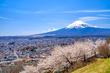 富士山と満開の桜 