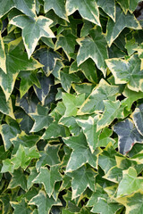 Closeup leaf texture. Abstract natural floral background Selective focus, macro. Flowing lines of leaves. Maple, ginkgo, cherry and zelkova, etc.