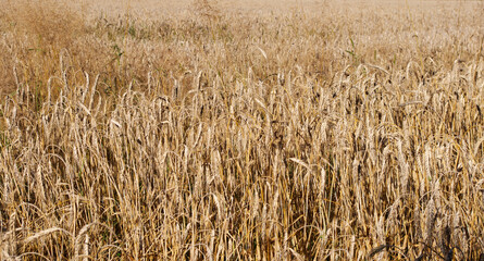 Ears of ripe wheat in a wheat field