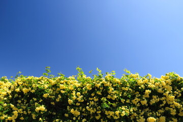 春のモッコウバラの生垣と青空