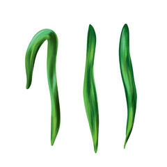 Green vector narcissus leaves. The set is isolated on a white background. Design elements for floral bouquets, greeting cards, wedding invitations.