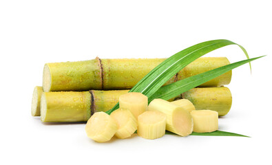 Fresh sugar cane stalks with sliced isolated on white background.