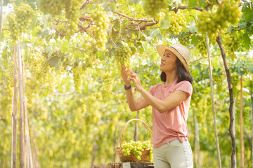 Vineyard tourists thailand travel walking amongst grapevines. woman on holiday wine tasting experience in summer valley landscape. Vineyards at sunset in autumn harvest. Ripe grapes in fall.