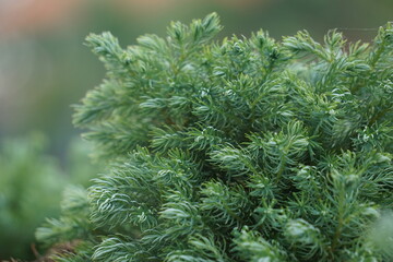 Juniperus squamata (Also called flaky juniper, Himalayan juniper) in nature