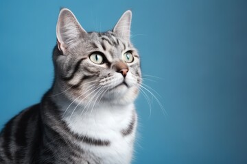 Gray and white striped cat