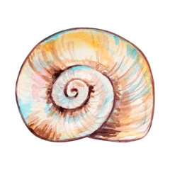Watercolor colorful seashell hand drawn illustration