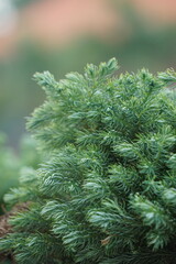 Fototapeta na wymiar Juniperus squamata (Also called flaky juniper, Himalayan juniper) in nature
