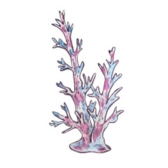 Watercolor sea coral hand drawn illustration