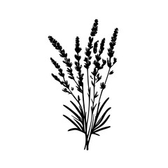 Fototapeta na wymiar Lavender | Black and White Vector illustration