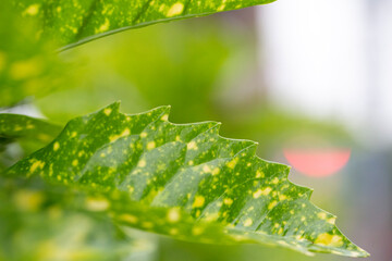 Closeup leaf texture. Abstract natural floral background Selective focus, macro. Flowing lines of...