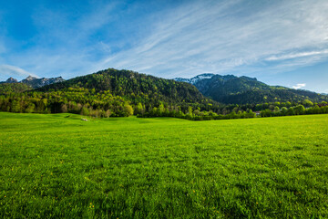 Alpine meadow in Bavarian Alps. Bavaria, Germany