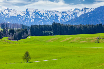 Fototapeta na wymiar German idyllic pastoral countryside in spring with Alps in background. Bavaria, Germany