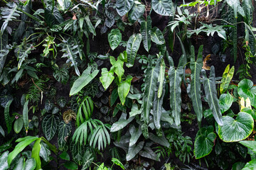 beautiful vertical garden with green various philodendron plants