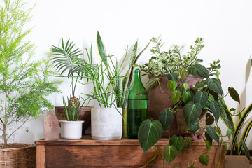 beautiful plants for home decoration