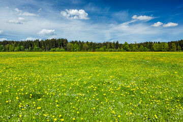 Summer meadow with blue sky, Bavaria, Germany