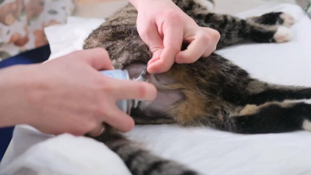 the cat after the castration operation, the doctor treats the wound with an antiseptic spray.