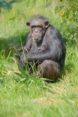 Digital painting of a single isolated Chimpanzee in captivity.