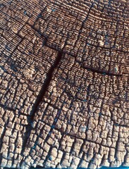 Fototapeta premium the texture of the old wood