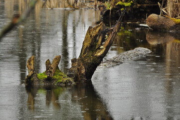 Kaliningrad is a city in Russia, the administrative center of the Kaliningrad Region, which is the westernmost regional center of the Russian Federation.