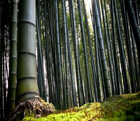 green bamboo forest