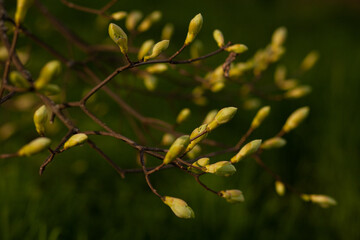 sunny day spring young shoots tree buds