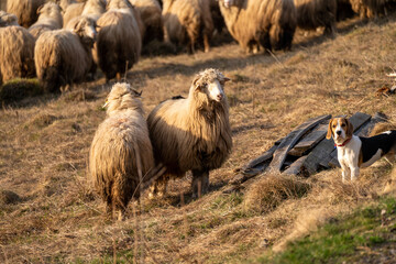 sheep in the meadow